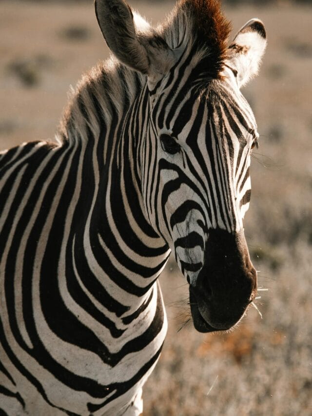 Muzzle of zebra with striped coat standing on meadow in savanna in shiny sunlight in back lit