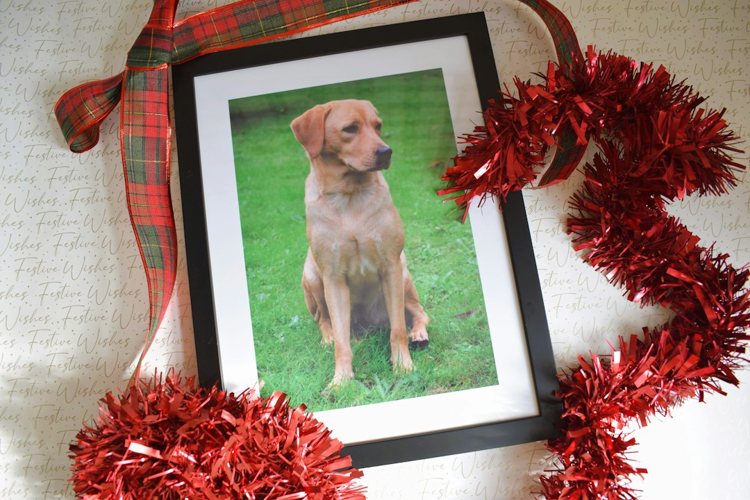 Framed pet portrait displayed as a Christmas gift with holiday ribbon and decorations
